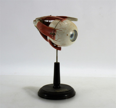 Image for Lot Clay Adams Anatomical Model of an Eye