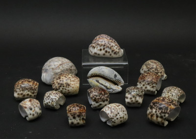 Large Collection of Shells  Stones with Basket