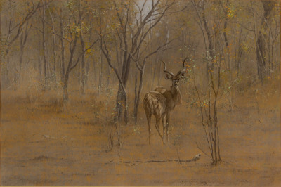 Kim Donaldson – Young Kudu Bull