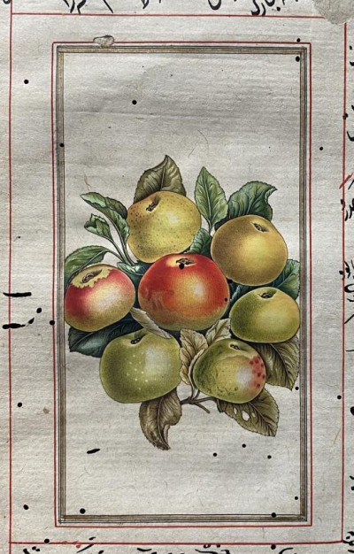 Image for Lot [ISLAMIC School] [Apples: a single antique leaf]