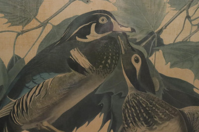 Image 7 of lot 'Wood Duck' JJ Audubon Reproduced Print