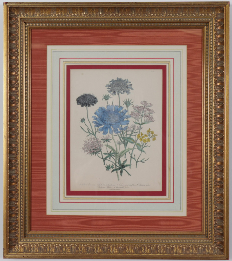 Image 3 of lot 4 Day  Hague botanical color lithographs