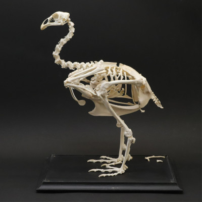 Image for Lot Large Bird Skeleton